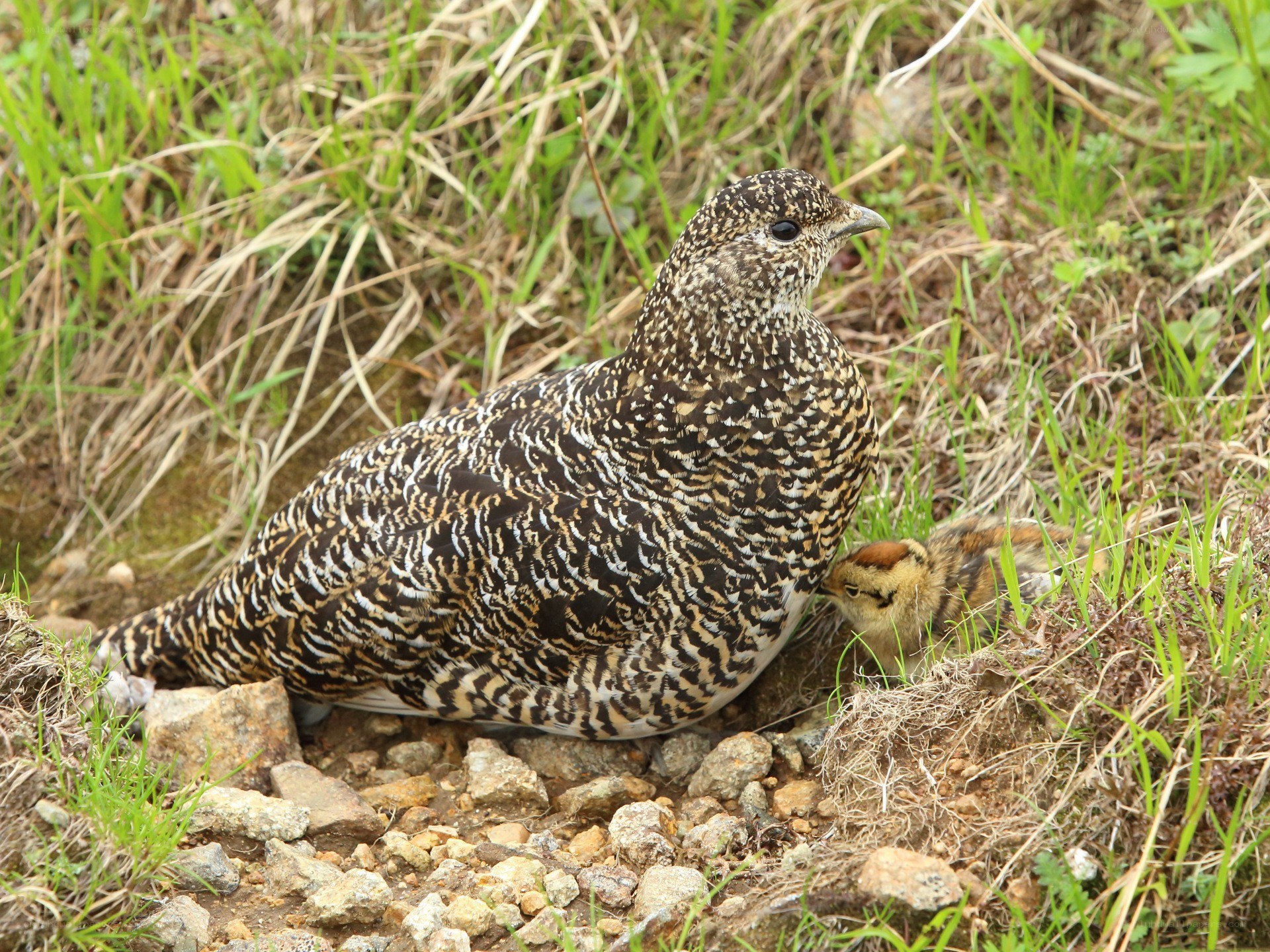 Ptarmigan with chick in grass