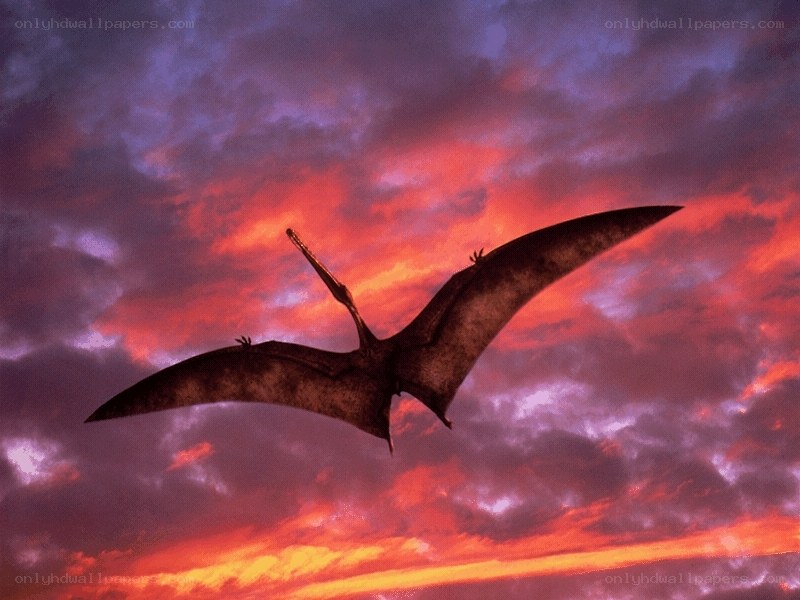Pteranodon flying at sunset