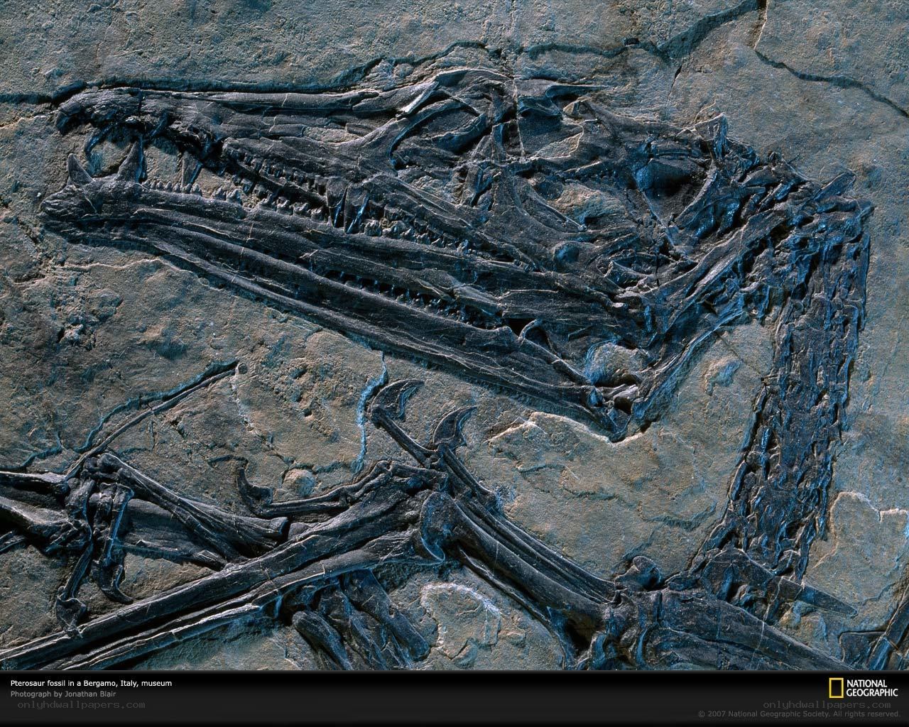 Pterosaur fossil in Italy