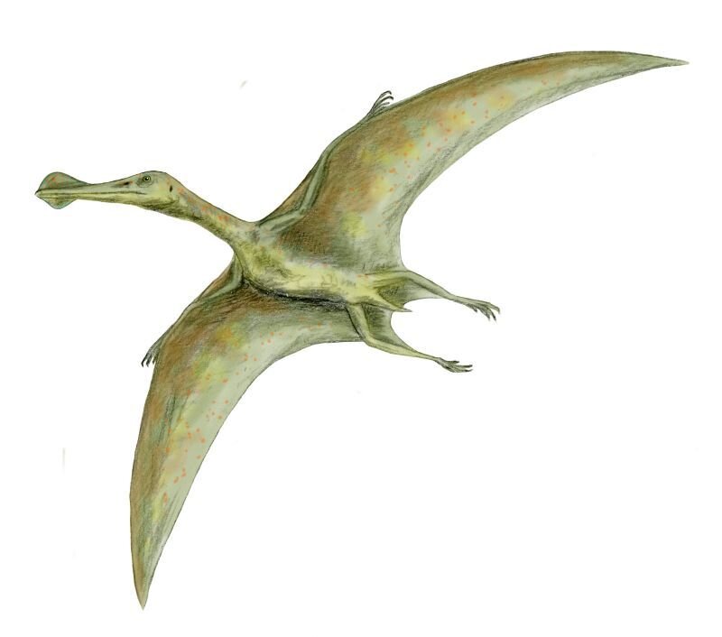 Pterosaur in flight