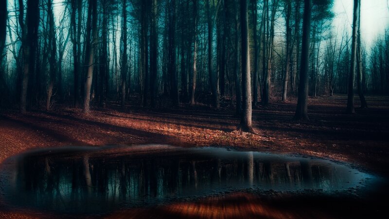 Puddle in Forest