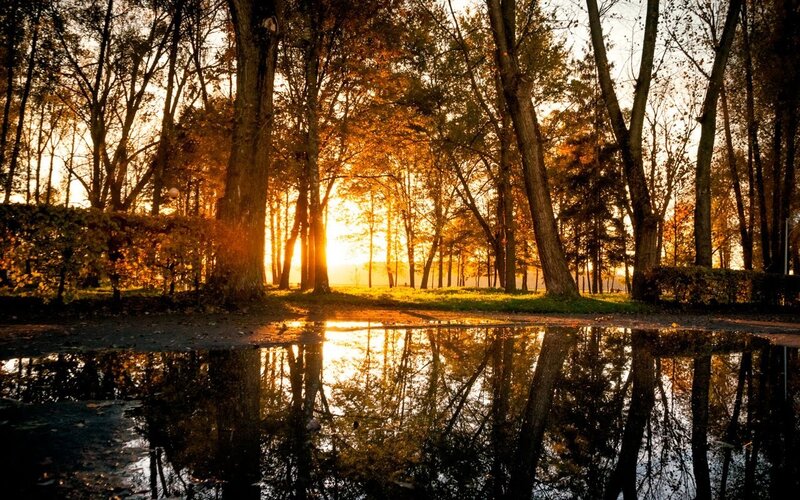 Puddle Reflecting Autumn Trees