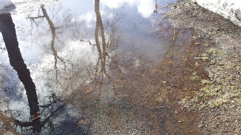 Puddle Reflecting Trees — Brown