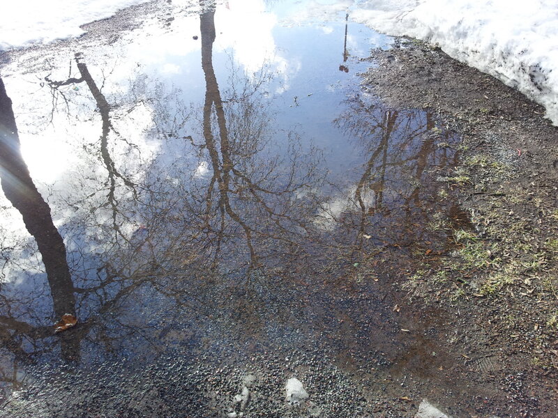 Puddle Reflecting Trees