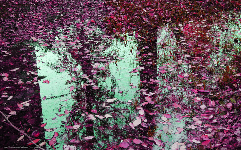 puddle with pink leaves