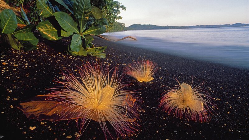 Puffball Flowers on Beach — Black, Serene, Sunset