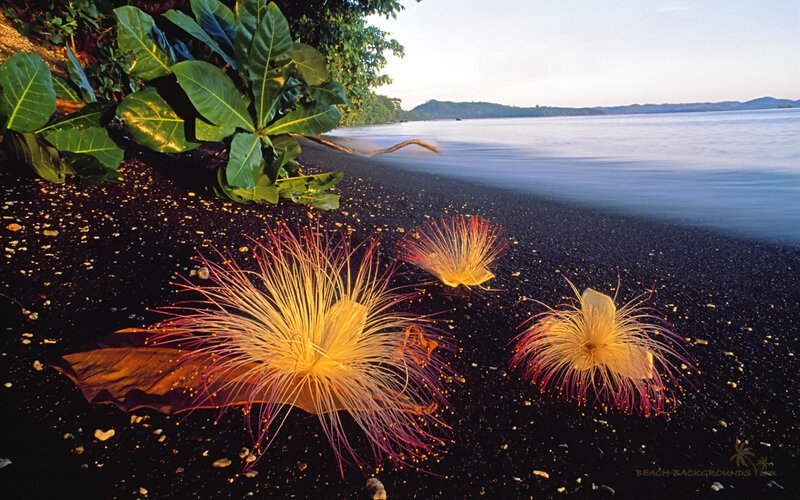 Puffball Flowers on Beach — Black