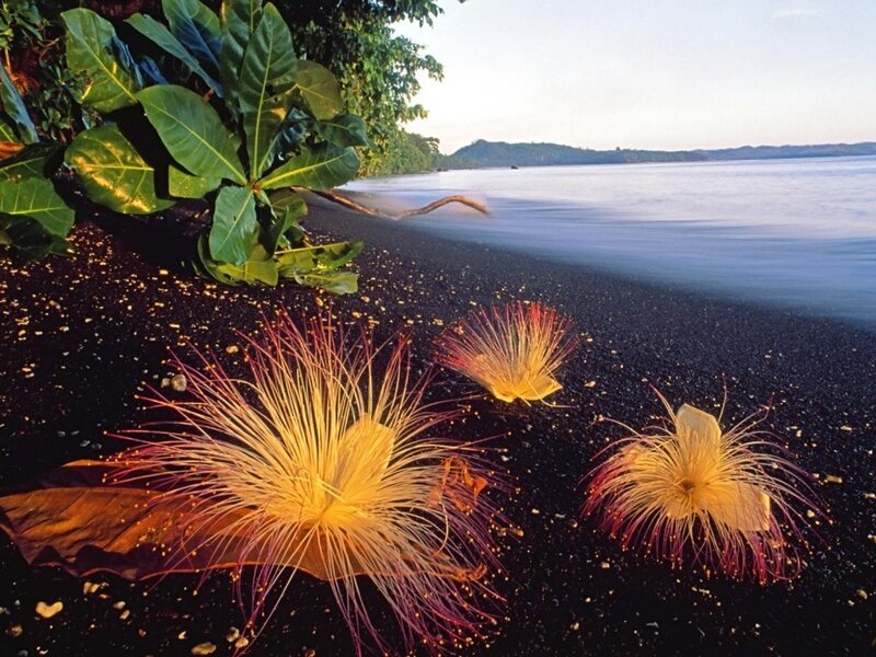 Puffball Flowers on Beach
