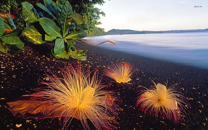 Puffball Flowers on Beach — Yellow