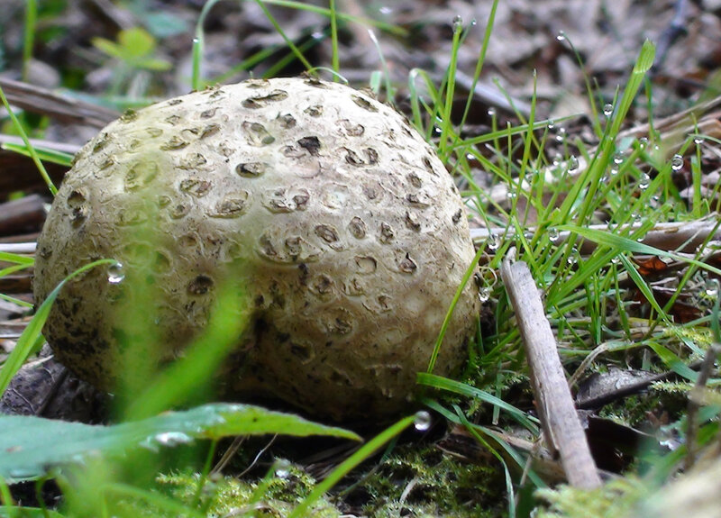 Puffball Mushroom in Grass