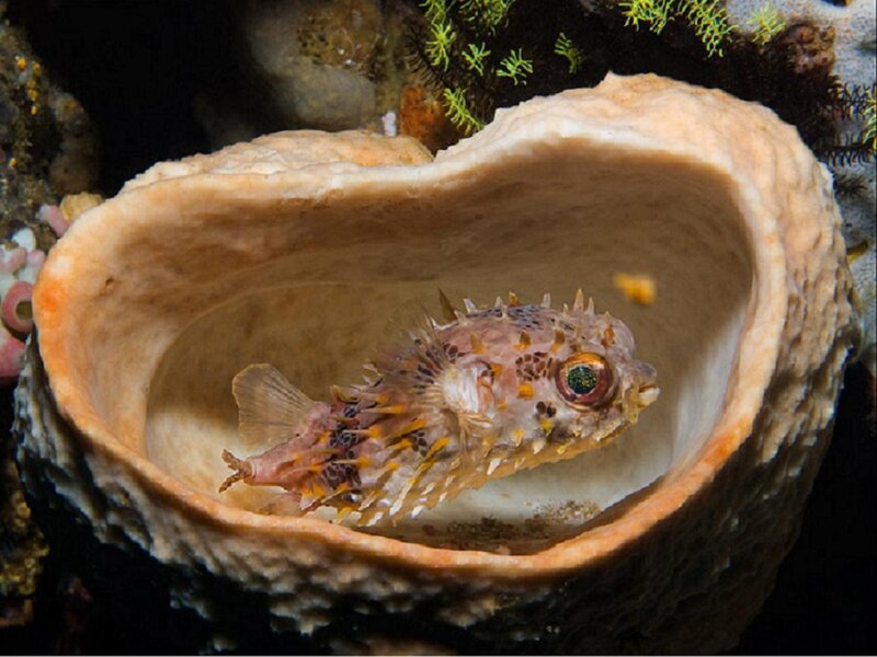 Puffer fish in a shell