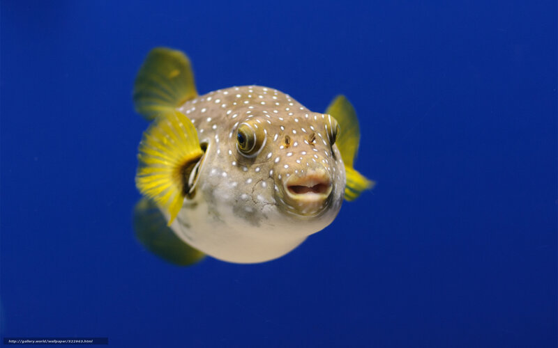 puffer fish in blue water