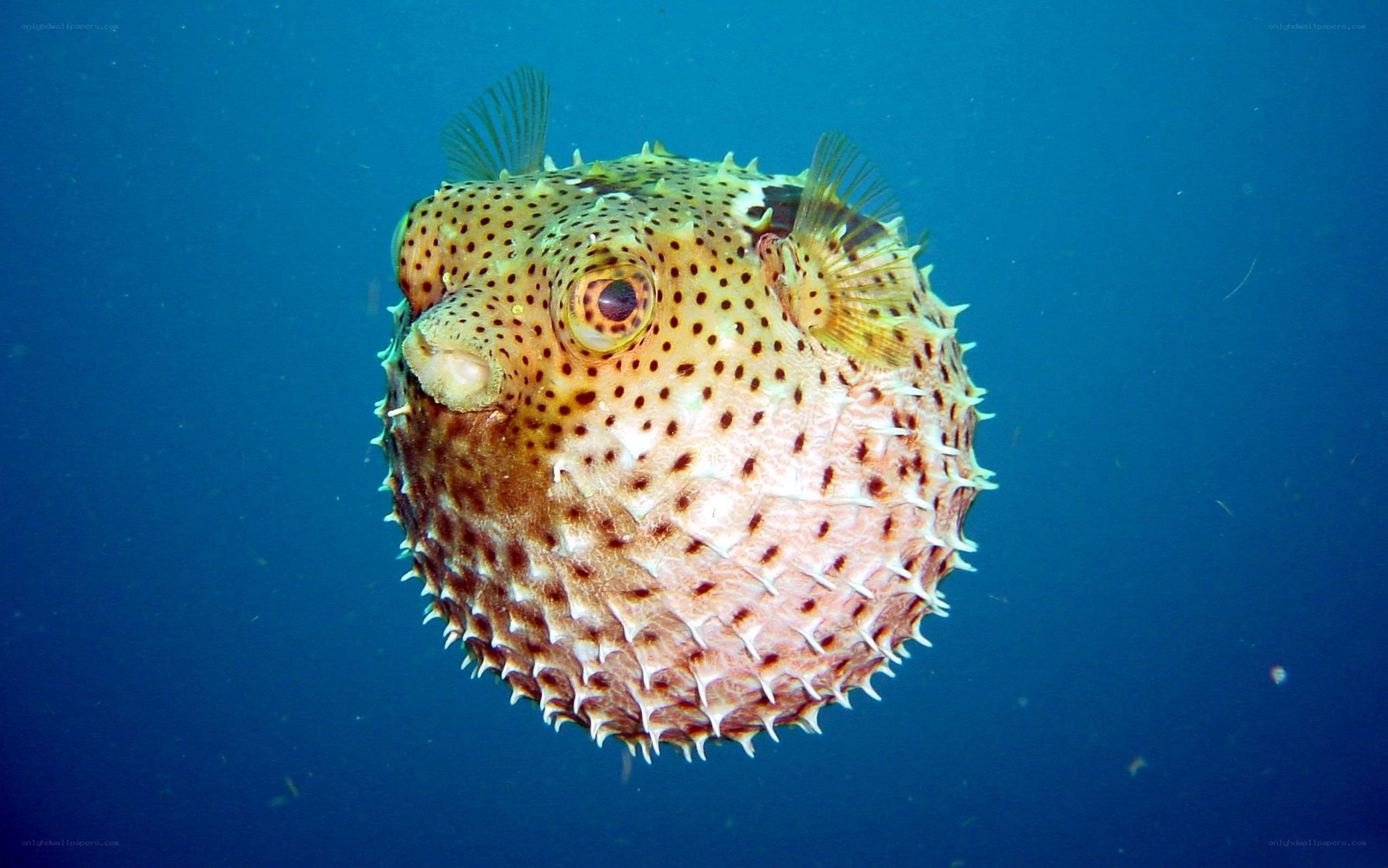 puffer fish in blue water