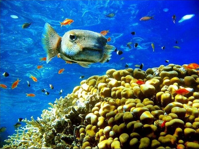 Puffer fish in coral reef