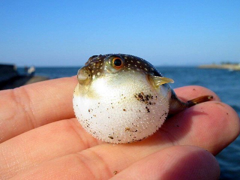 puffer fish in hand