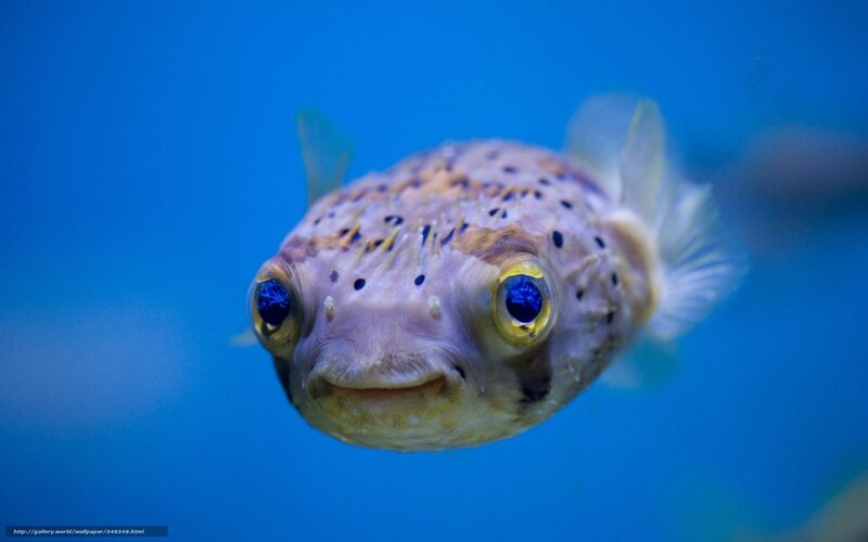Puffer Fish in Water — Blue, Calm