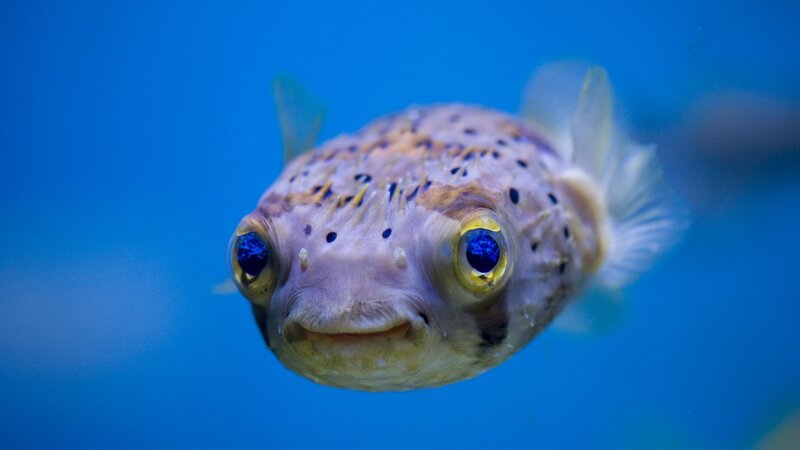 Puffer Fish in Water — Blue
