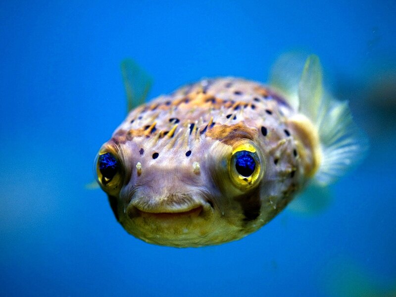 Puffer Fish in Water