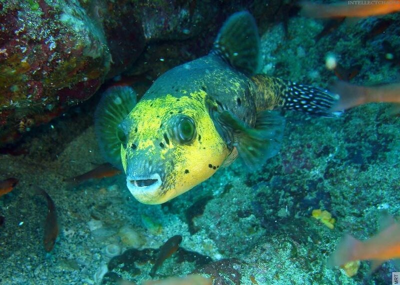 puffer fish on coral reef