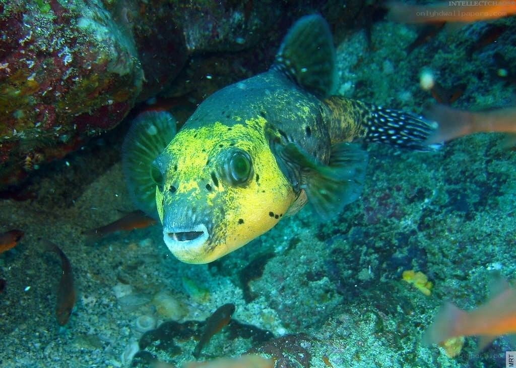 puffer fish on coral reef