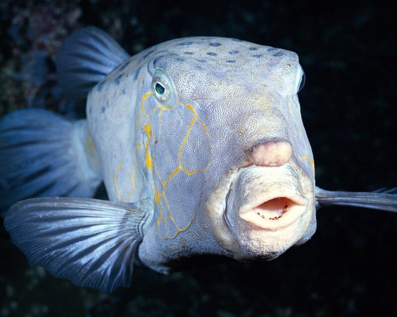 Puffer Fish