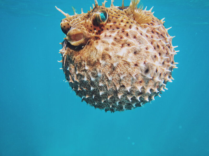Puffer Fish Underwater — Blue, Serene, Photograph
