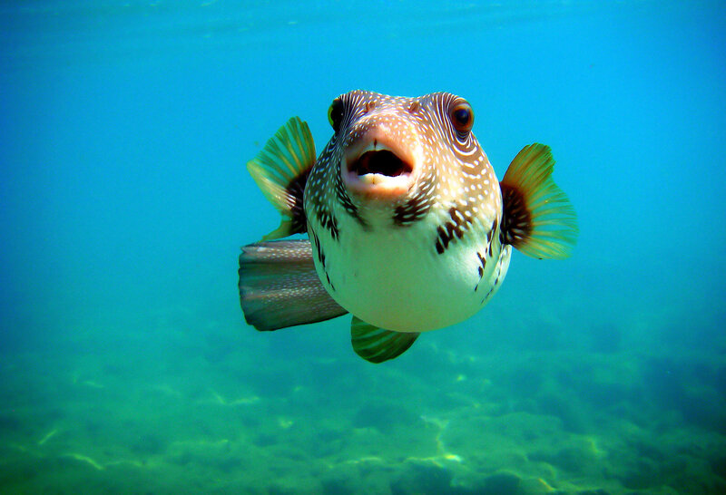 Puffer Fish Underwater — Blue