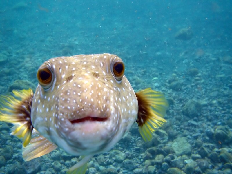 puffer fish underwater