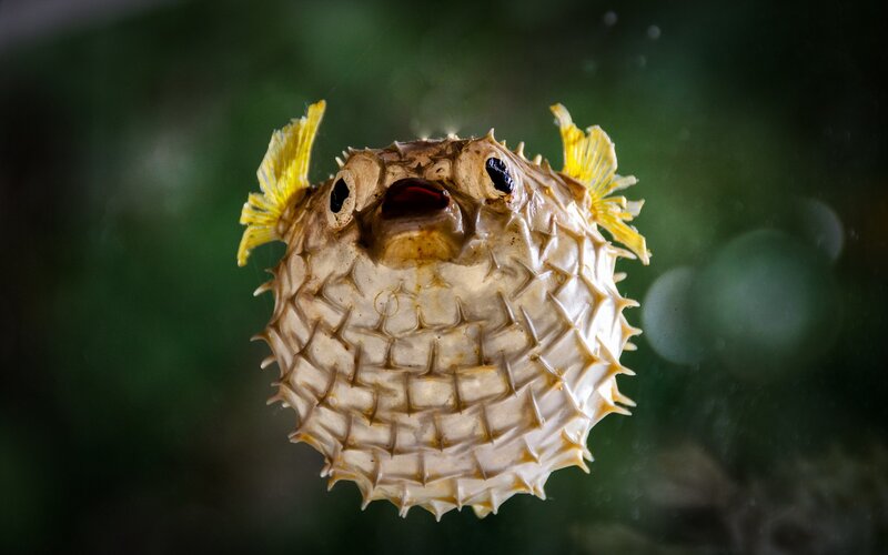 Puffer Fish with Spines
