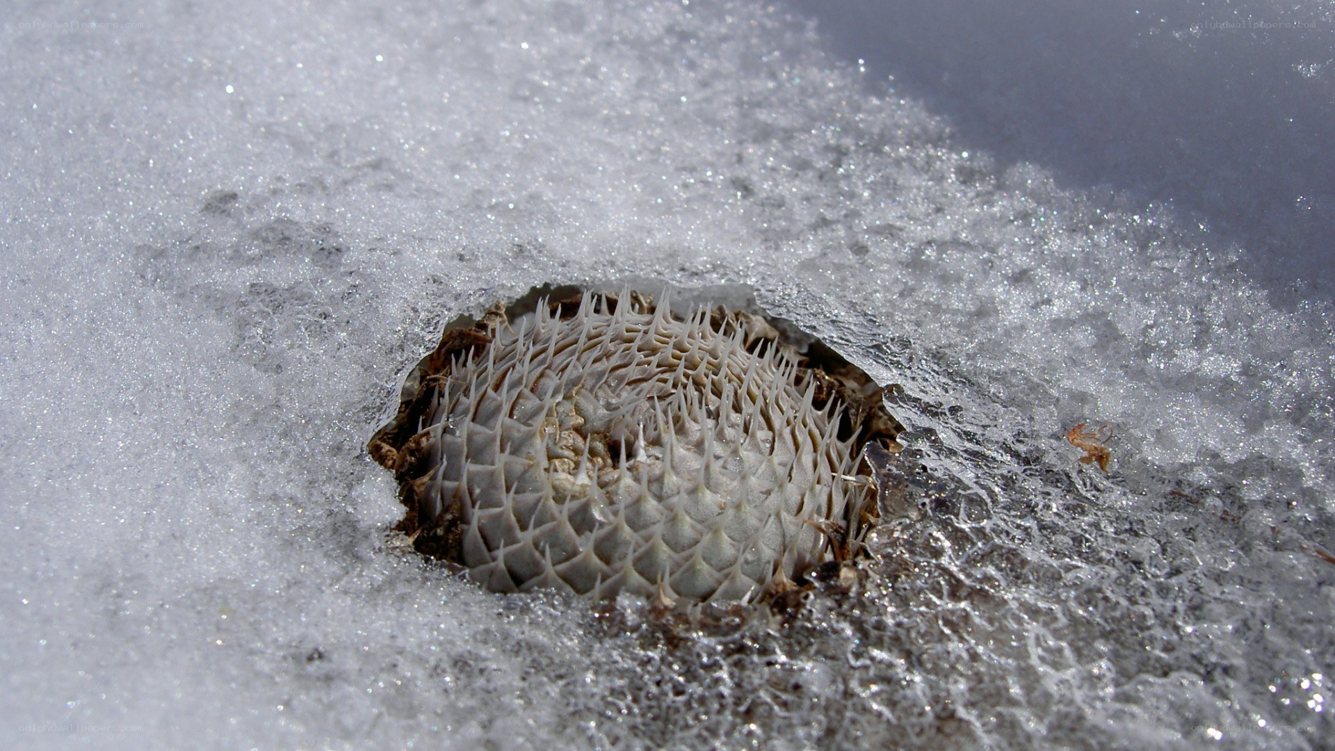 Pufferfish in ice