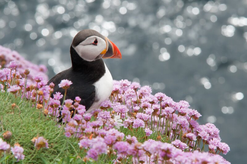 Puffin Among Flowers — Pink, Serene