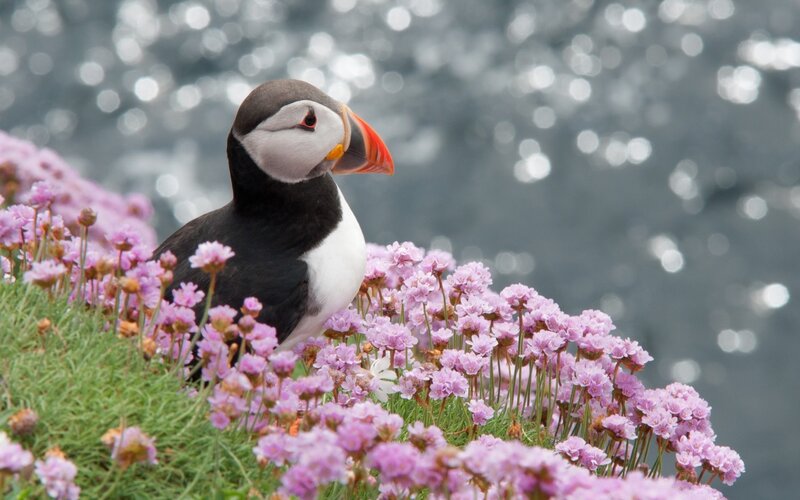 Puffin Among Flowers — Pink
