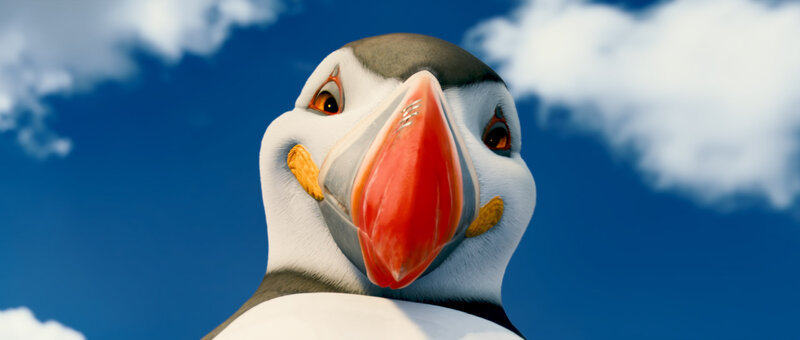 Puffin Bird Face