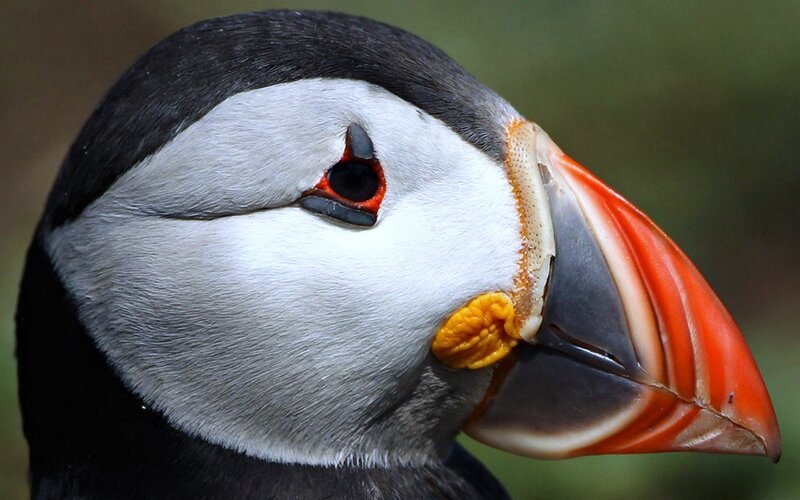 Puffin Bird Head — Black