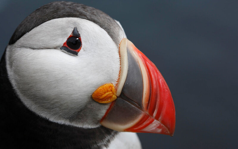Puffin Bird Head