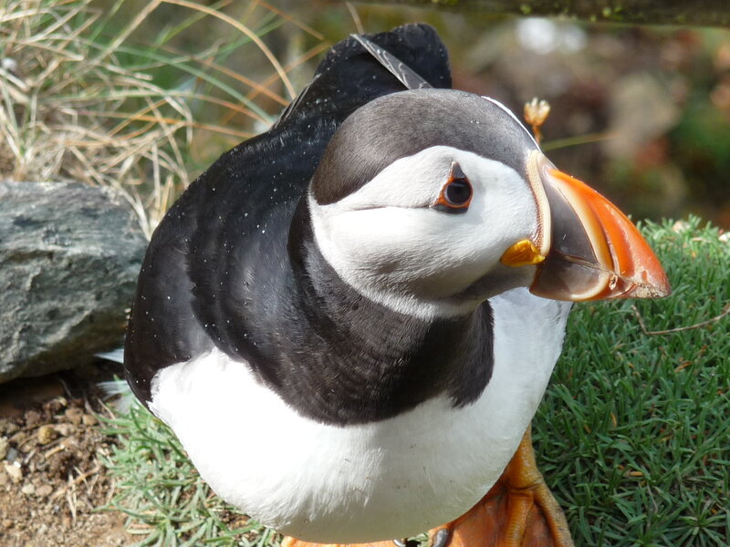 Puffin bird in natural habitat