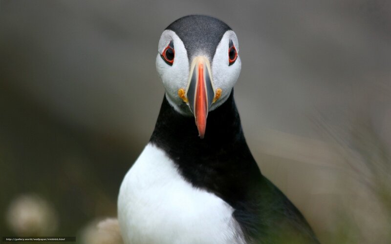 Puffin Bird Portrait — Black