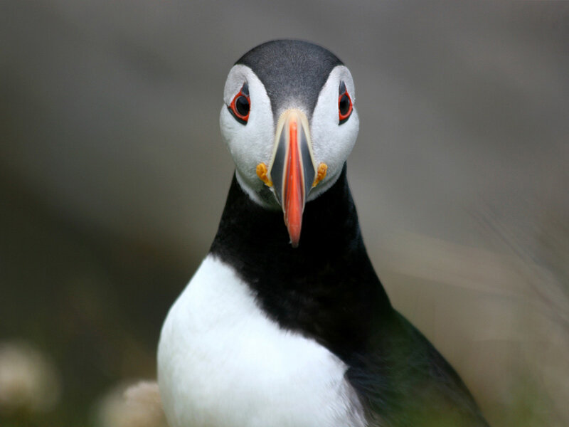 Puffin Bird