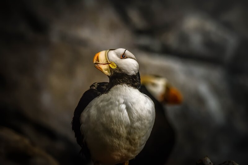 Puffin Bird — White