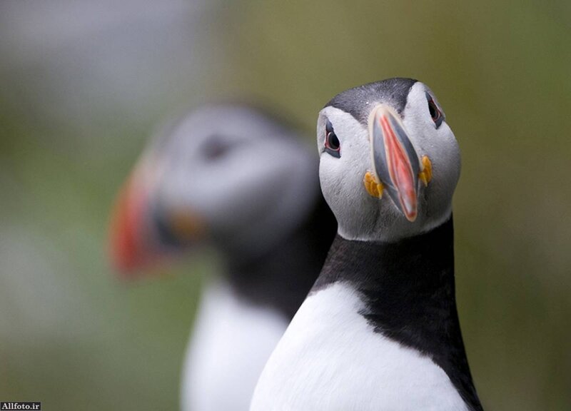 Puffin Birds