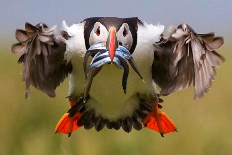 Puffin Carrying Fish