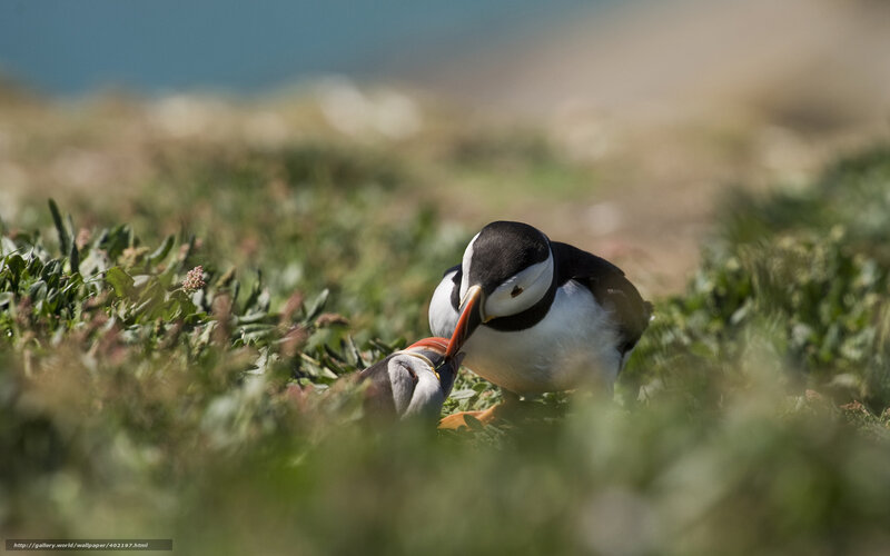 Puffin feeding its chick