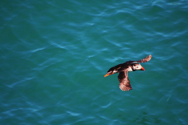 puffin flying over ocean