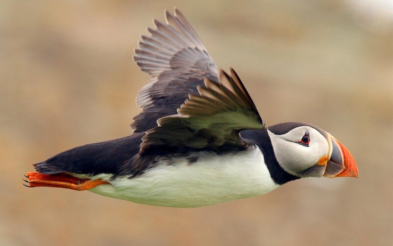 Puffin in Flight — Black, Dynamic