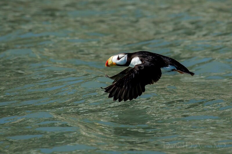 Puffin in Flight — Black