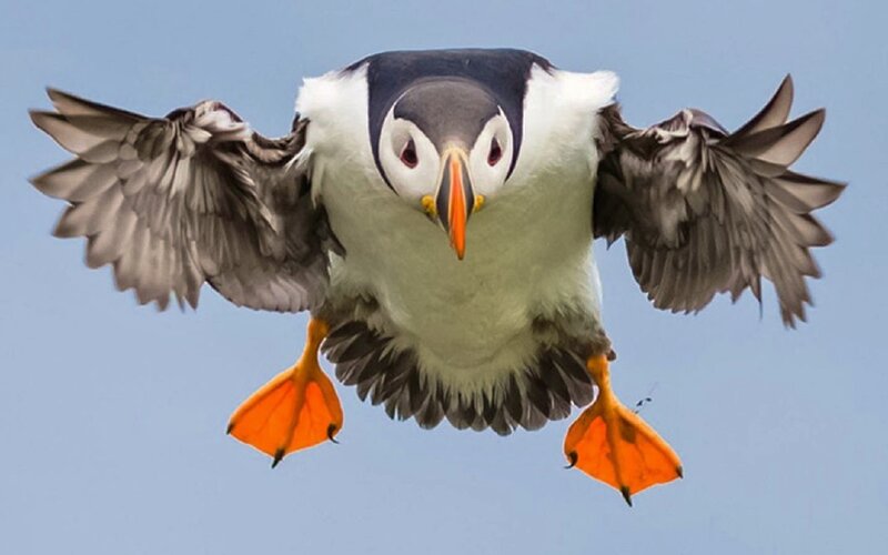 Puffin in Flight — Blue
