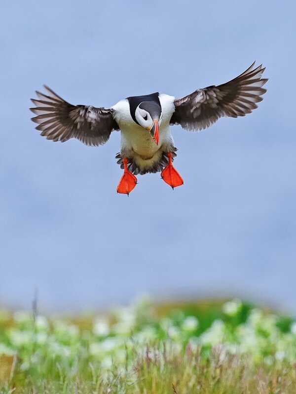 Puffin in flight over grass