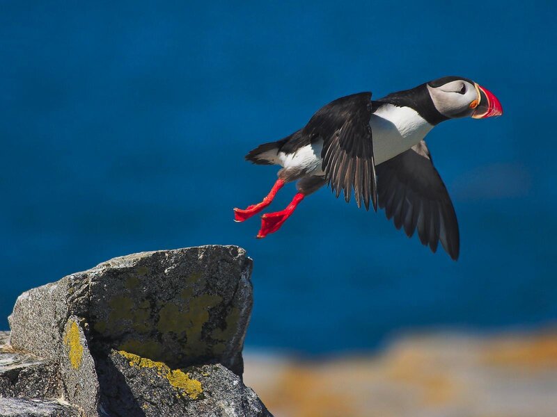 Puffin in flight over rocks