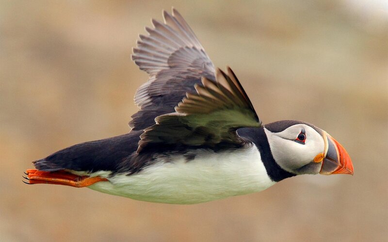 Puffin in flight