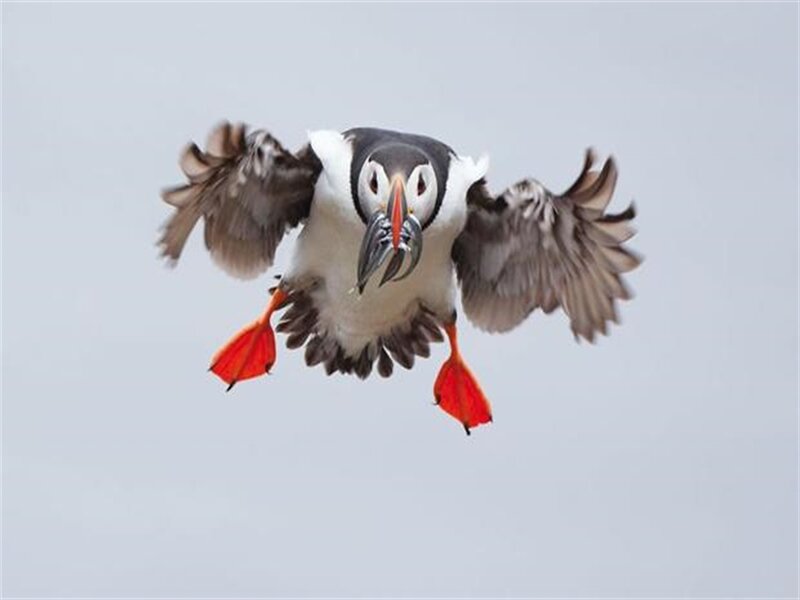 Puffin in Flight — White, Dynamic, Photograph